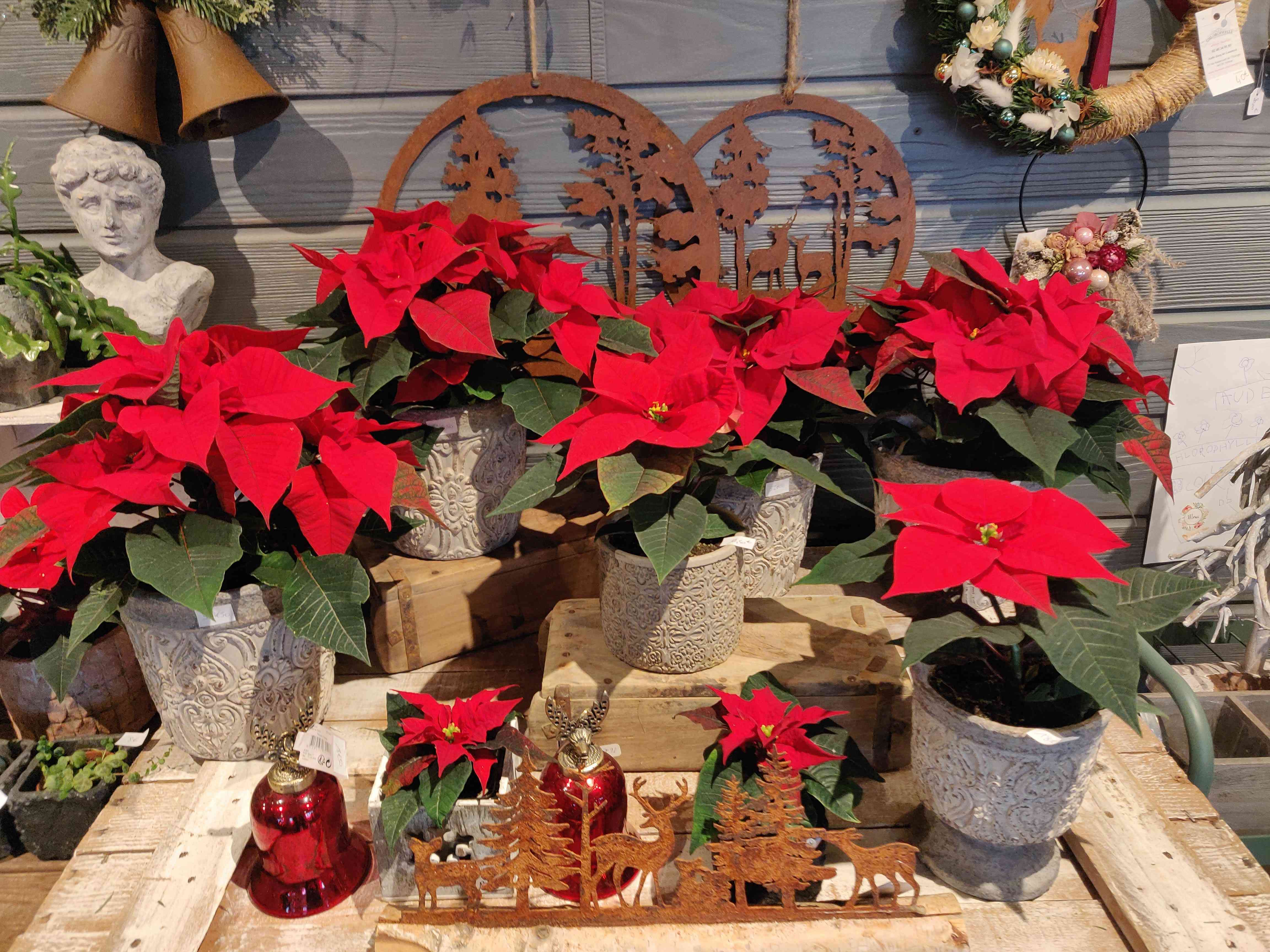 Poinsettias ou étoiles de noël