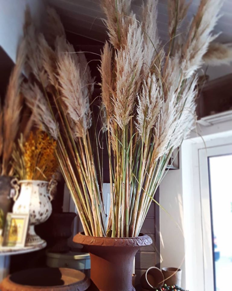  Fleurs de pampa séchées.