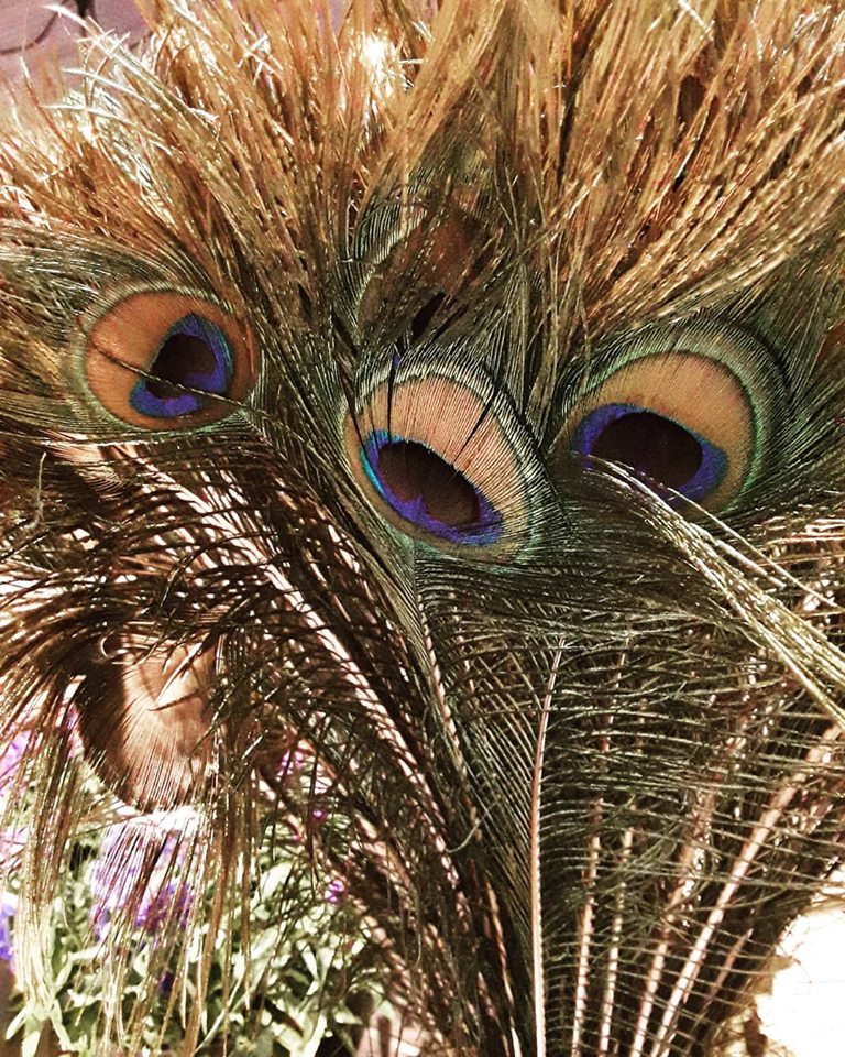  Plumes de Paons.